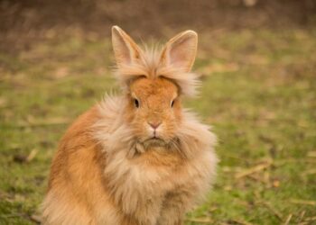 Comment reconnaître un lapin tête de lion ?