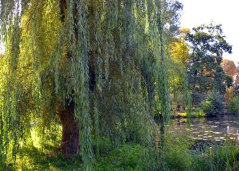 Comment reconnaître un saule ?
