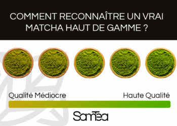 Comment reconnaître un vrai cactus ?