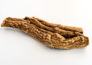 Comment reconnaître un vrai jonc bouddhiste ?