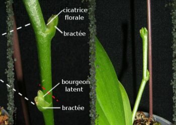 Comment reconnaître une racine d'une hampe d'orchidée photos ?