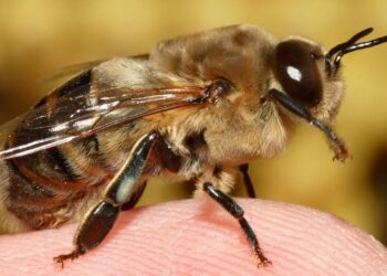 Comment reconnaître une reine bourdon ?