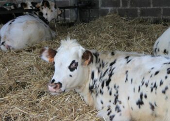 Comment reconnaître une vache normande ?