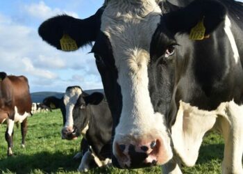 Comment reconnaître une vache vosgienne ?