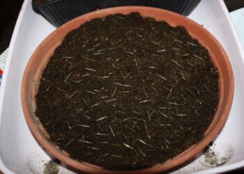 Comment recuperer des bambous ?