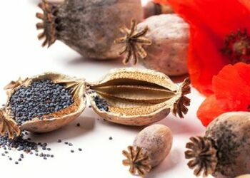 Comment récupérer des graines de coquelicot ?