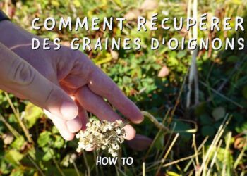 Comment récupérer les graines de Celosia ?