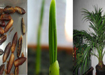 Comment redonner vie à un palmier ?