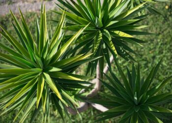 Comment redresser un yucca ?