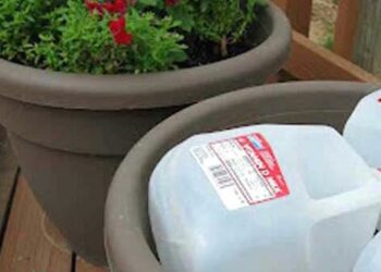 Comment remplir des grands pots de fleurs ?