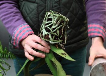 Comment rempoter une Celosia ?