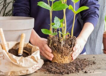 Comment rempoter une plante grimpante ?