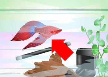Comment rendre heureux un combattant ?