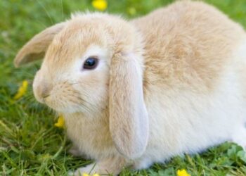 Comment rendre son lapin plus affectueux ?