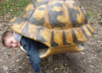 Comment renforcer la carapace d'une tortue ?