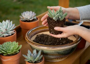 Comment replanter des plantes grasses ?