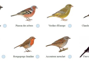 Comment retrouver le nom d'un oiseau ?