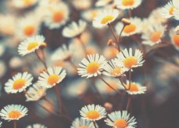 Comment retrouver le nom d'une fleur avec sa photo ?