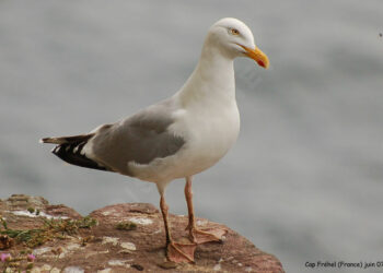 Comment s'appelle la femelle du goéland ?