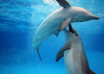 Comment s'appelle la femelle et le petit du dauphin ?