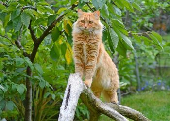 Comment s'appelle la race des gros chat ?