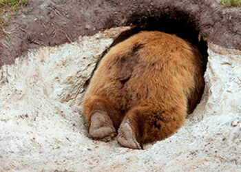 Comment s'appelle la tanière de l'ours ?