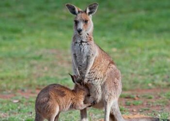 Comment s'appelle l'animal qui ressemble à un kangourou ?