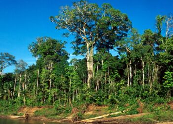 Comment s'appelle l'arbre de l'acajou ?