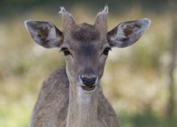 Comment s'appelle le bébé biche ?