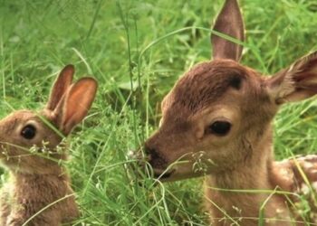 Comment s'appelle le bébé de cerf ?
