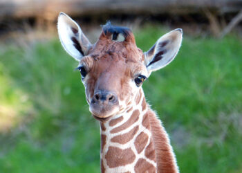 Comment s'appelle le bébé de la girafe ?