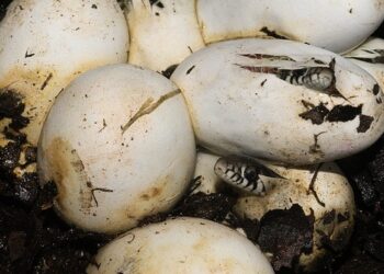 Comment s'appelle le bébé de la mouette ?