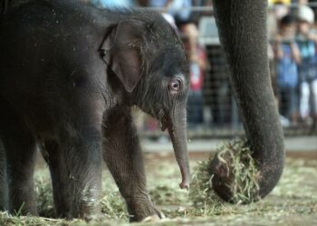Comment s'appelle le bébé de l'éléphant ?