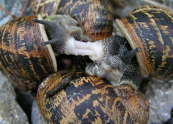 Comment s'appelle le bébé de l'escargot ?