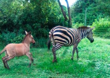 Comment s'appelle le bébé d'un zèbre ?