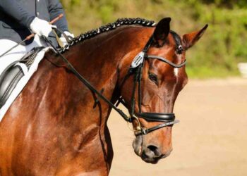 Comment s'appelle le cheval mal ?