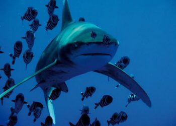 Comment s'appelle le poisson pilote ?