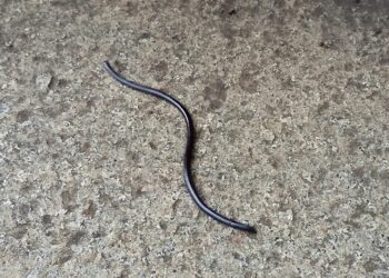 Comment s'appelle le serpent noir ?