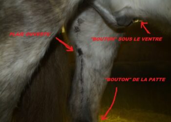 Comment s'appelle le truc qu'on met sur le matelas ?