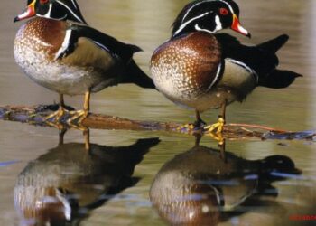 Comment s'appelle les canards ?