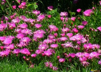 Comment s'appelle les fleurs mauves ?
