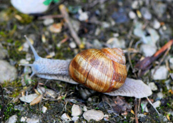 Comment s'appelle les gros escargots ?