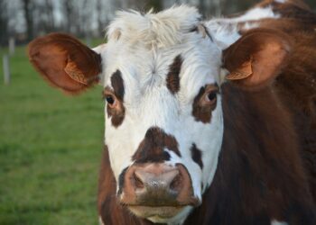 Comment s'appelle les vaches de Normandie ?