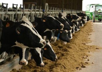 Comment s'appelle les vaches laitières ?