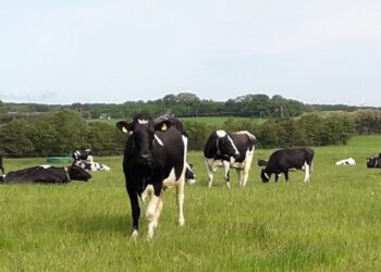 Comment s'appelle les vaches marrons ?