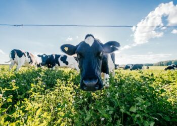 Comment s'appelle les vaches noires et blanches ?