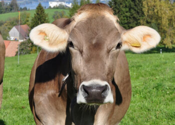 Comment s'appelle les vaches tout noir ?