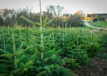 Comment s'appelle un producteur de sapin ?