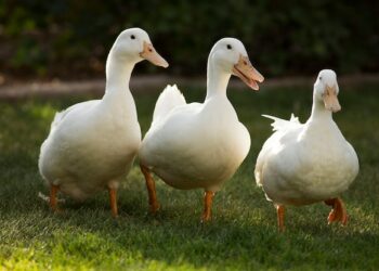 Comment s'appellent les canards blancs ?