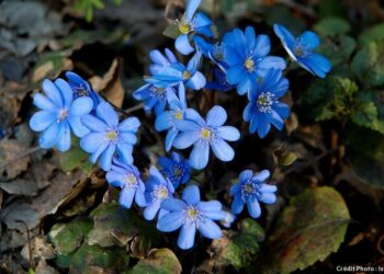 Comment s'appellent les fleurs bleues ?